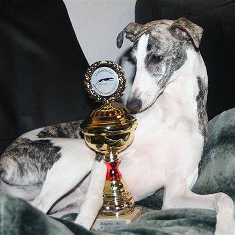 westminster whippet chanel death|Starline Whippets .